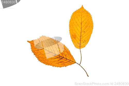 Image of Autumn leafs