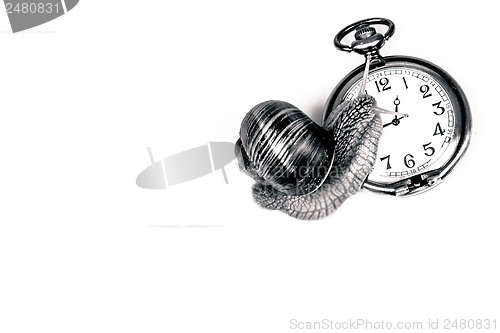 Image of Snail and time