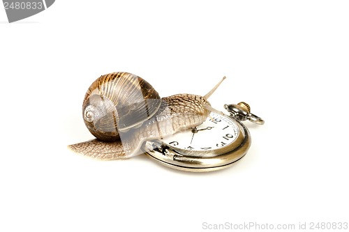 Image of Escargot beating time