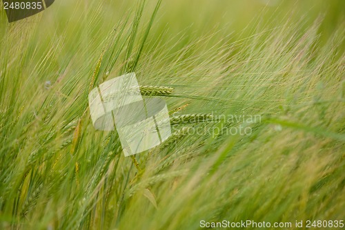 Image of Crops on a field