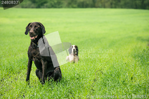 Image of Two dogs