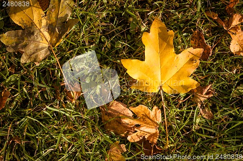 Image of Autumn leaf