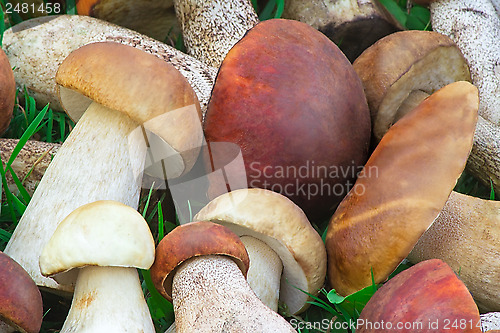 Image of Beautiful mushrooms on the grass in the forest.