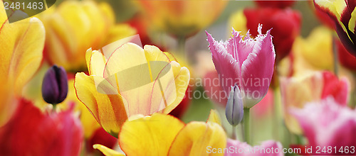 Image of tulips in bloom