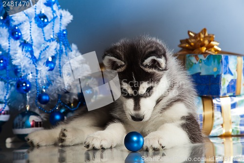 Image of cute husky puppy