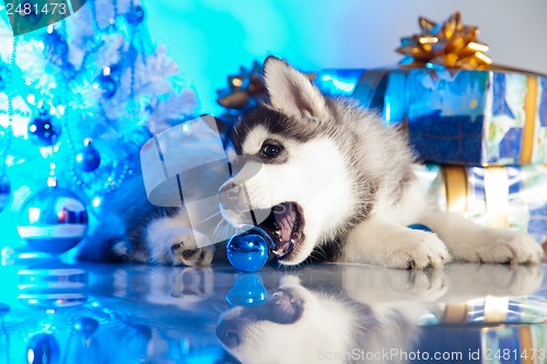 Image of cute husky puppy