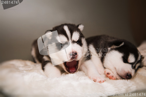 Image of newborn puppy