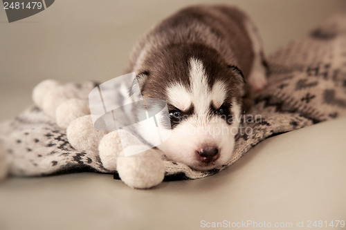 Image of newborn puppy