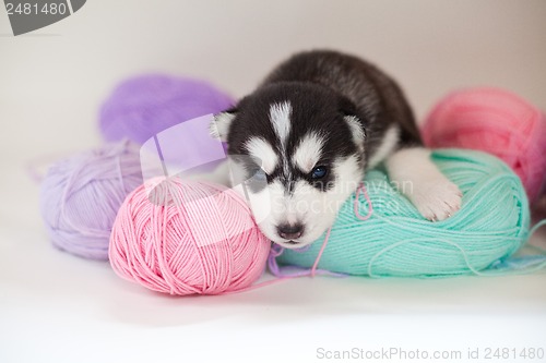 Image of newborn puppy