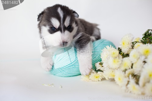 Image of newborn puppy