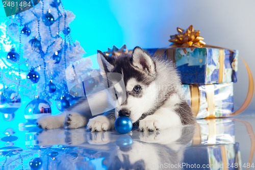 Image of cute husky puppy