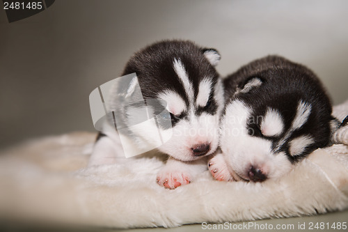 Image of newborn puppy