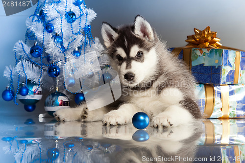 Image of cute husky puppy