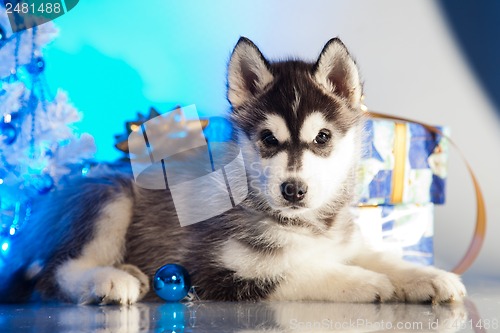 Image of cute husky puppy