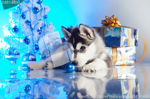 Image of cute husky puppy