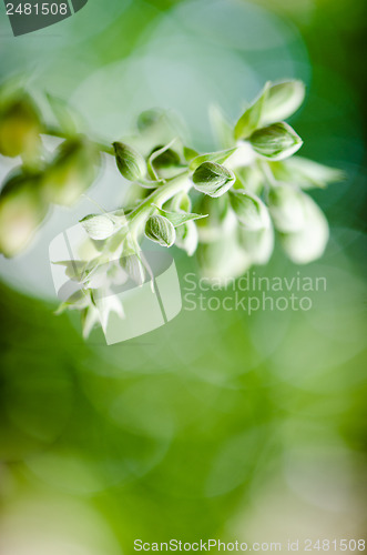 Image of Flowers purple Foxglove