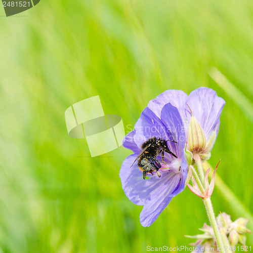 Image of The bee collects pollen from a flower, a close up