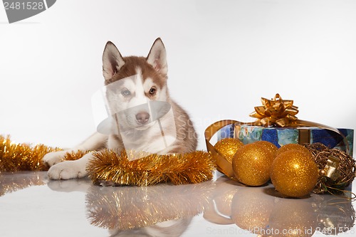 Image of cute husky puppy