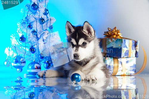 Image of cute husky puppy