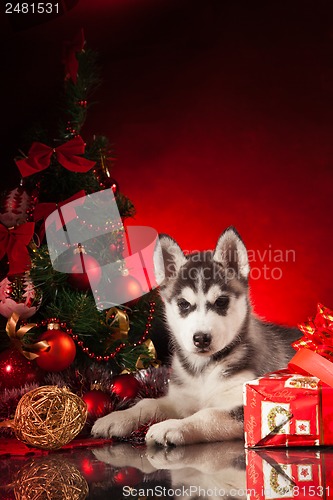 Image of cute husky puppy