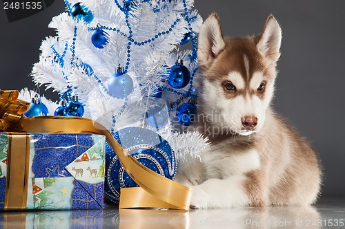 Image of cute husky puppy