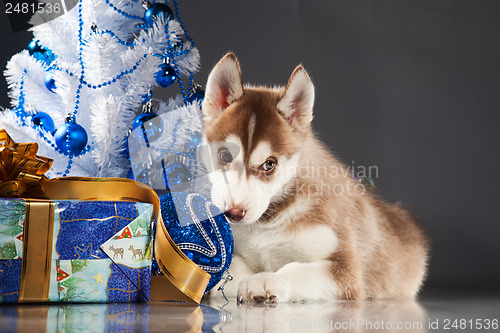 Image of cute husky puppy