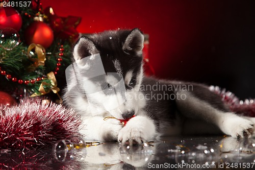 Image of cute husky puppy