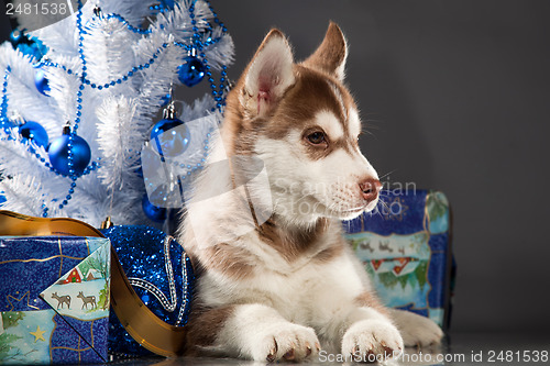 Image of cute husky puppy