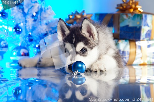 Image of cute husky puppy