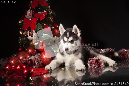 Image of cute husky puppy