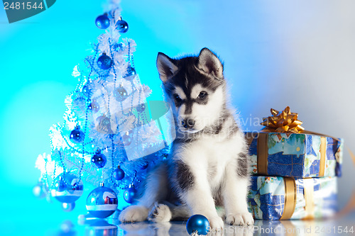 Image of cute husky puppy