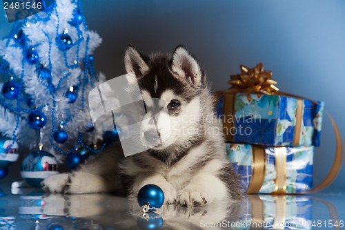 Image of cute husky puppy