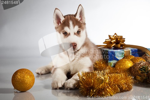 Image of cute husky puppy