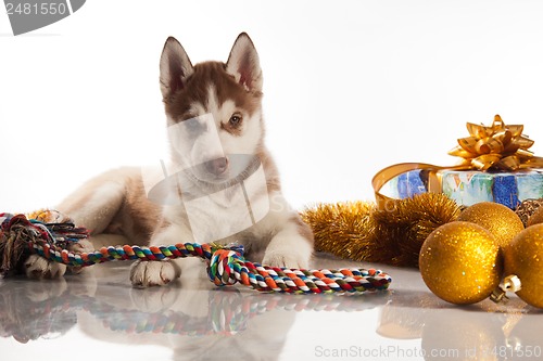 Image of cute husky puppy