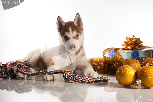 Image of cute husky puppy