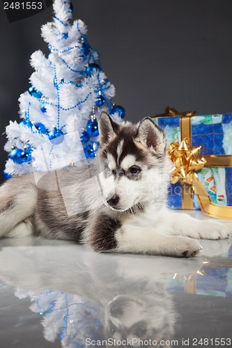 Image of cute husky puppy