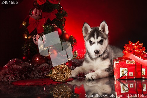 Image of cute husky puppy