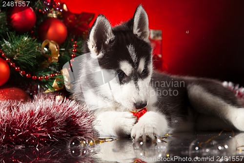 Image of cute husky puppy