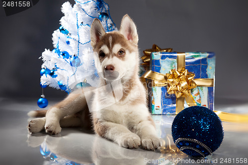 Image of cute husky puppy