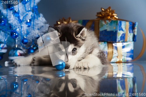 Image of cute husky puppy