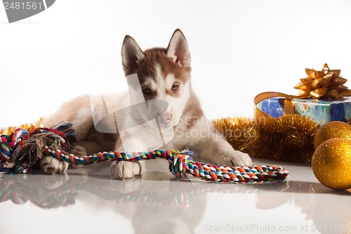 Image of cute husky puppy