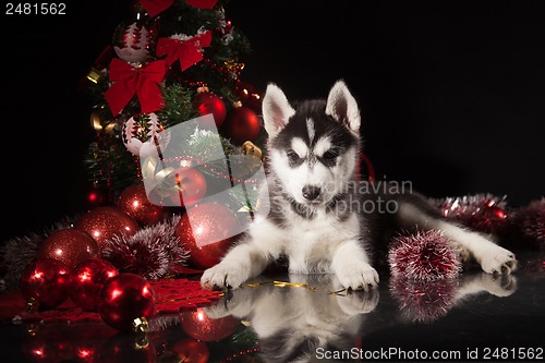 Image of cute husky puppy