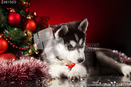 Image of cute husky puppy