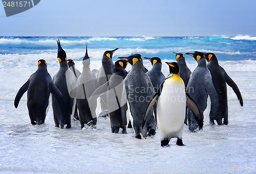 Image of King Penguins