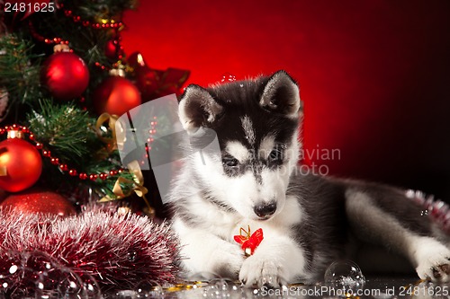 Image of cute husky puppy