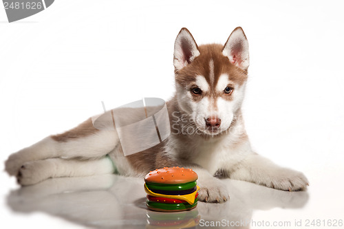 Image of cute husky puppy