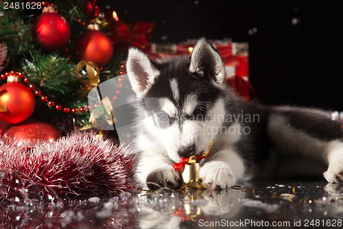 Image of cute husky puppy