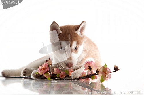 Image of cute husky puppy