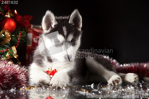 Image of cute husky puppy