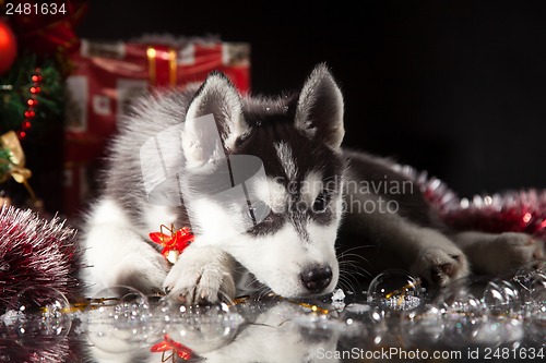 Image of cute husky puppy